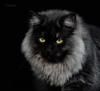 Amadeus von den Marzipanschnuten, Sibirische Katze, black-smoke