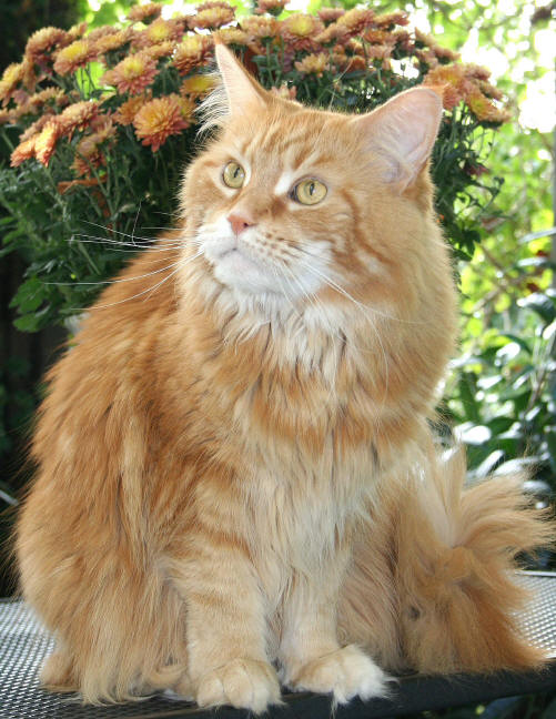 Amanda of Wildcatstar, Maine Coon red-classic-tabby