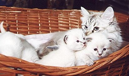 Arischa Dikaya Krasse, Neva Masquarade/Sibirische Katze, Siberian Colorpoint