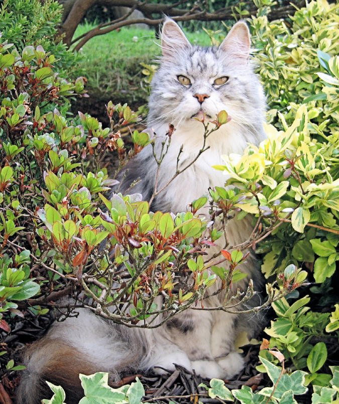 Maine Coon Kater, black-silver-classic-tabby/white