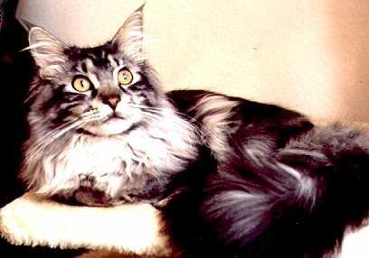 Alberich the Fabulous, Maine Coon