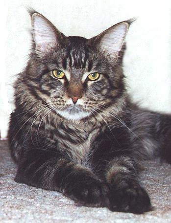 Asterix of Wildcatstar, Maine Coon