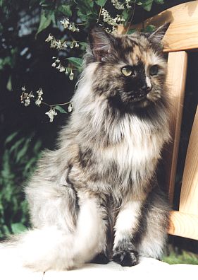 Empathy the Fabulous, Maine Coon