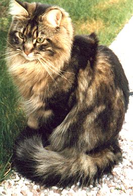 felix the fabulous, maine coon